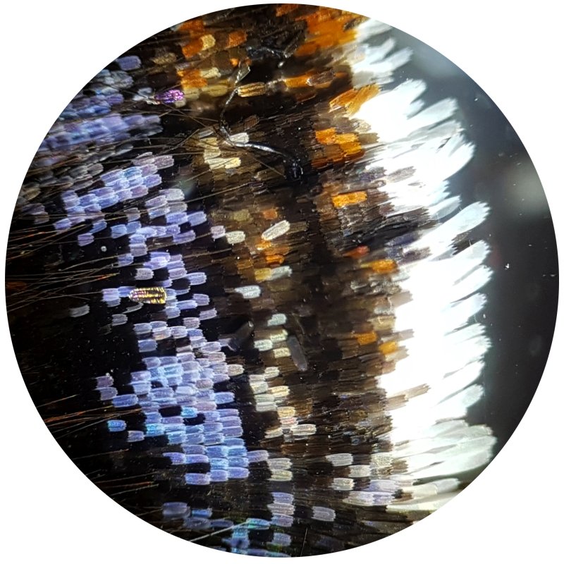 BRESSER - Biolux NV 20x-1280x Microscope with HD USB Camera - Image 3